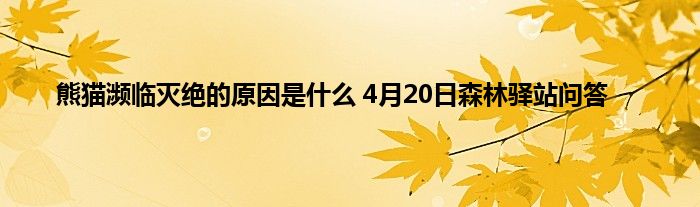 熊猫濒临灭绝的原因是什么 4月20日森林驿站问答