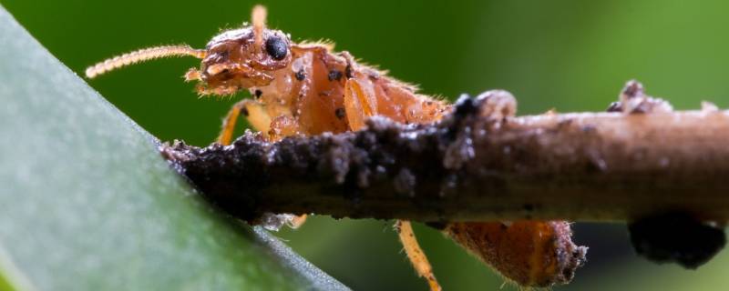 刮大风了还会有大水蚁吗