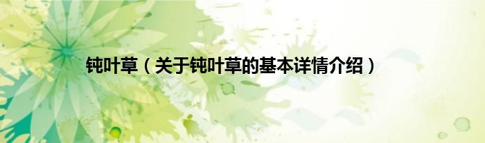 钝叶草（关于钝叶草的基本详情介绍）